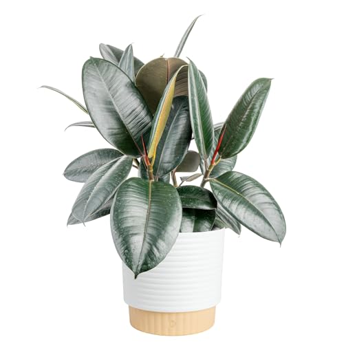 Costa Farms Burgundy Rubber Plant, Live Indoor Ficus Elastica Tree, Live Indoors Houseplant in Decor Planter Pot, Potting Soil Mix, Gift for Housewarming New House, Home or Office Decor, 2-3 Feet Tall