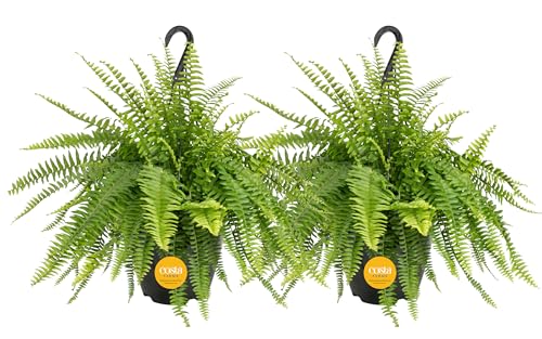 Costa Farms Ferns (2 Pack)