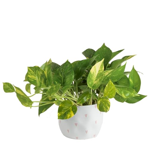 Costa Farms Live Pothos