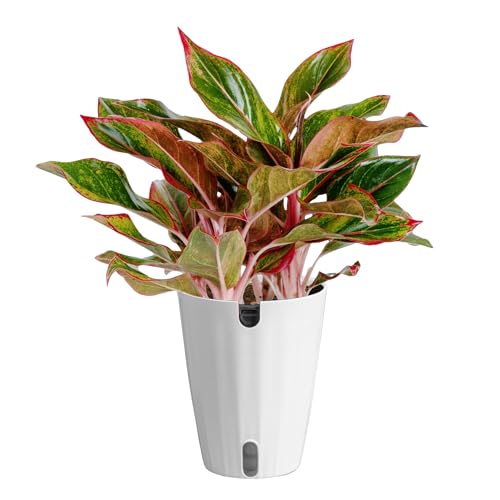 Costa Farms Red Chinese Evergreen Live Indoor Plant, Easy Care Houseplant in Modern Decor Planter, Excellent Housewarming Gift, Unique Home Decor, Room Decor, 15-Inches Tall