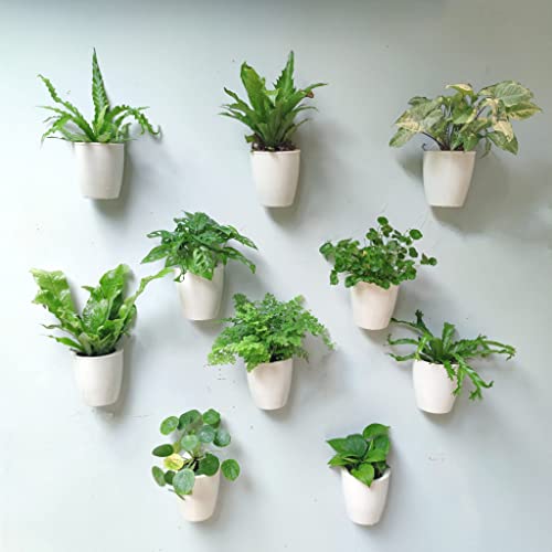 LaLaGreen Wall Mounted Planters