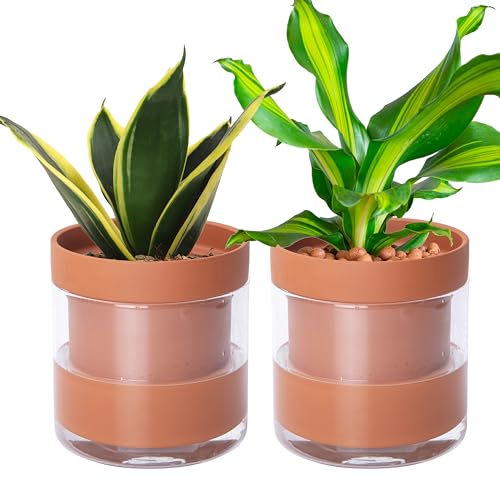 Phoenix Vine 6 Inch Self Watering Planter Pot, Terracotta Clay Pot with Glass Reservoir for Indoor Plants, Herbs, Flowers, Set of 2, 52-A-F-2