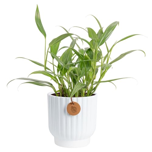 Costa Farms Live Pothos Plant, Indoor Plant Houseplant, Epipremnum Asplisimum, Rare Unique Indoor Trailing House Plant in 6-Inch Self-Watering Plants Pot, Potting Soil, Room and Home Decor