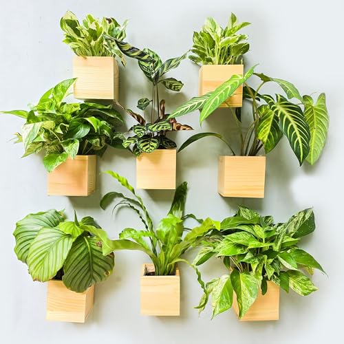 LaLaGreen Wooden Planter Box (8-Pack)