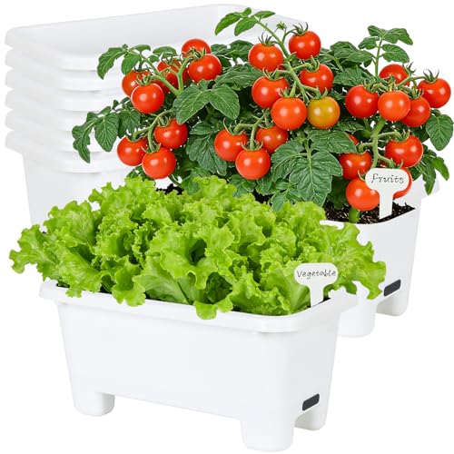 Oliz 8-Pack (White)
