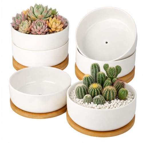ZOUTOG Succulent Pots,6 Inch Succulent Planters with Drainage and Tray,White Ceramic Planters for Indoor Plants,Round Shallow Flower Plant Pots,6 Pack