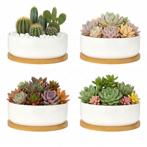 ZOUTOG Succulent Pots,6 Inch Succulent Planters with Drainage and Tray,4 Pack White Ceramic Planters for Indoor Plants,Round Shallow Flower Plant Pots
