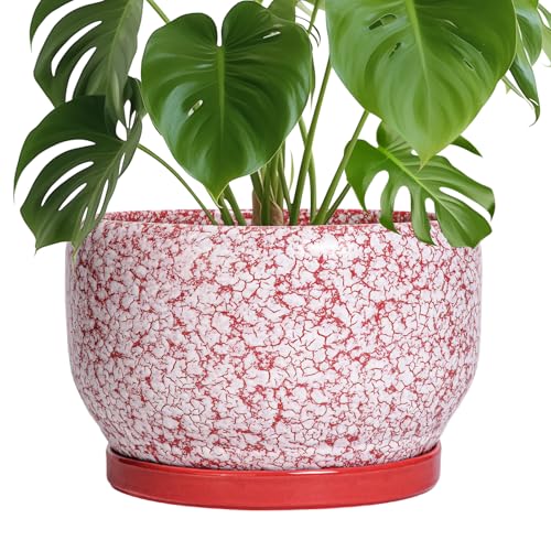 SQOWL 10" Ceramic Planter (Red & White)