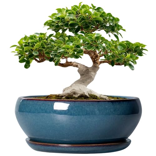 SQOWL Bonsai 12" Ceramic Planter